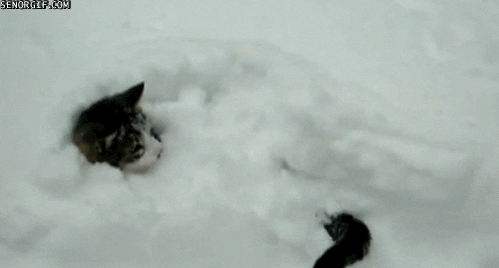 cat snow GIF by Cheezburger