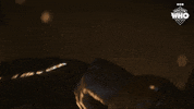 Gadget Ncuti Gatwa GIF by Doctor Who