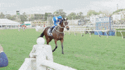 winner champion GIF by World Horse Racing