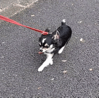 Dog Chihuahua GIF