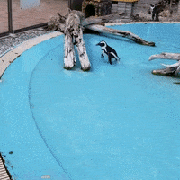 penguin chasing GIF
