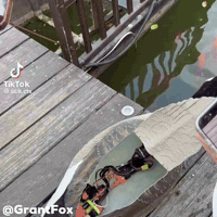 Bird Goose GIF