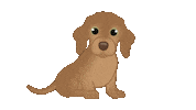 Sausage Dog Dachshund Sticker by zoopeez
