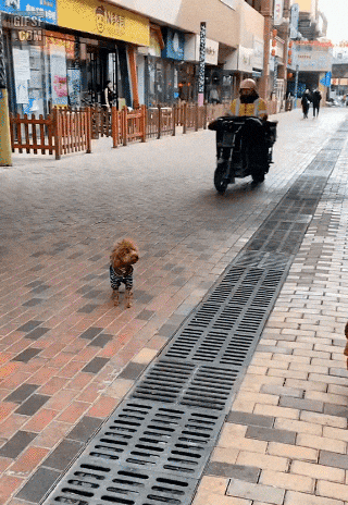 cuteanimalland giphyupload GIF