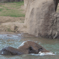 Excited Play GIF by San Diego Zoo Wildlife Alliance