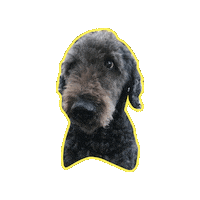 Animal Gif Sticker by Animal's House