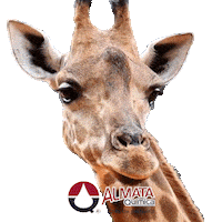 almataquimica almata almataquimica coladeprimeira Sticker