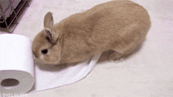 toilet paper bunny GIF