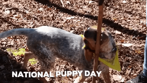 Dog Fetch GIF by JC Property Professionals