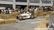 red bull soapbox GIF by Red Bull Soapbox Race: Seattle