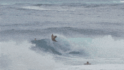 Share Legends GIF