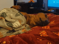 Sleepy Sausage Dog GIF