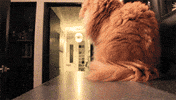 persian cat GIF
