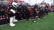 niu niuhuskies GIF by Northern Illinois University
