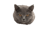 Cat Food Cats Sticker by Marcel Katz / The Art Plug