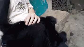 Rescued Juvenile Spider Monkey Plays in Handler’s Lap