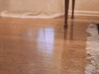 Lets Do This GIF by Teddy Too Big