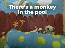 Monkey in the pool