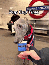 zozothewhippet nero zozo whippet pupcup GIF