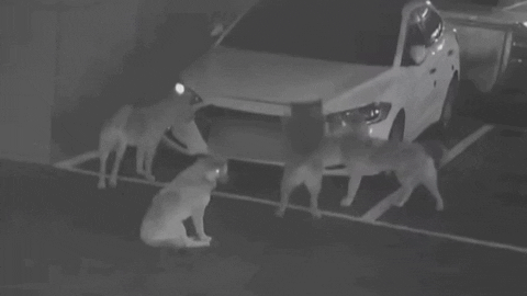 jseinyyi giphyupload GIF