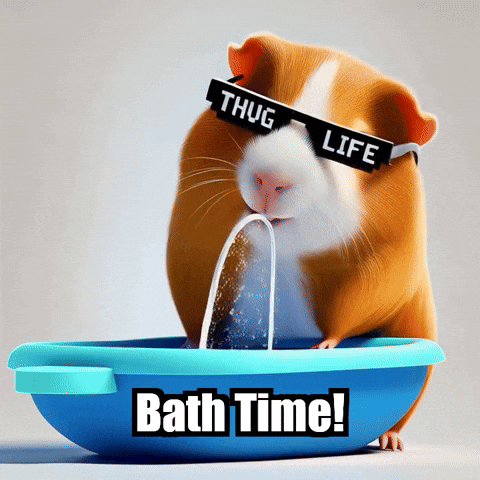 Guinea Pig Bath Time GIF by Guinea Gambino