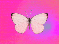 the end cat GIF by Jess Mac