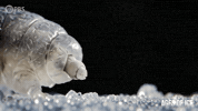 Tardigrade GIF by PBS