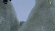 nat geo fighting GIF by National Geographic Channel