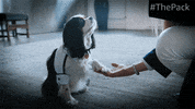 The Pack Dogs GIF by Amazon Prime Video