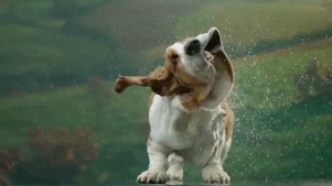 Slow Motion Dog GIF