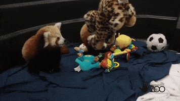 red panda GIF