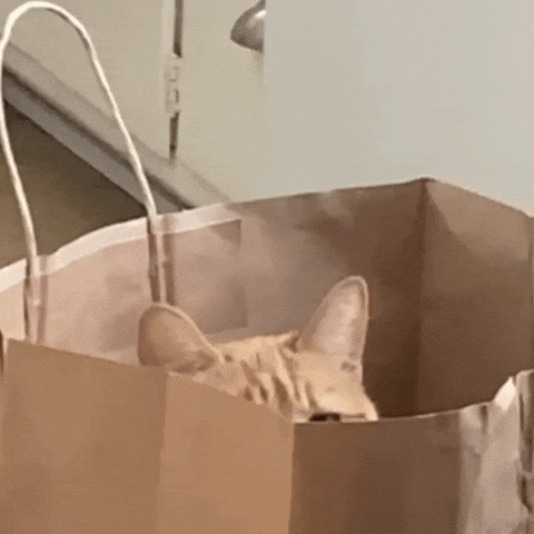 Peek A Boo Smh GIF by Carmen Monoxide
