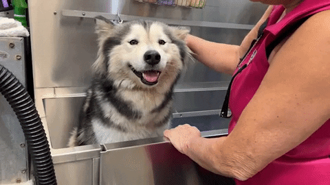RockyKanaka giphyupload GIF