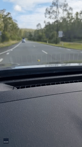 Stowaway Snake Surprises Couple as They Drive Along New South Wales Highway