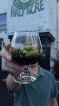 Chicago Houseplants GIF by UncommonPlantGuy