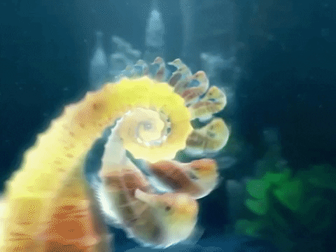 Seahorse GIF by The Chemical Brothers