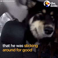 dog GIF by The Dodo