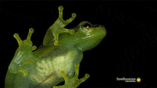 frogs GIF by Digg