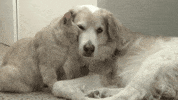 Cat Dog GIF