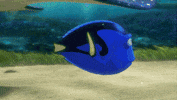 finding dory disney GIF by Disney/Pixar's Finding Dory