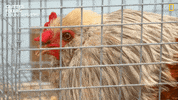 National Geographic Bird GIF by Nat Geo Wild