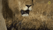 Nat Geo Lion GIF by National Geographic Channel