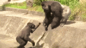 Great Ape Zoo GIF