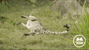 Cheetah Rolling GIF by Memphis Zoo