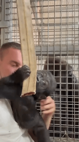 Australian Zookeeper Shares Journey of Baby Gorilla Being Nursed Back to Health