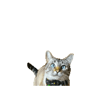 Harry Potter Sticker by Geekster Pets
