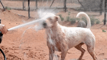 bestfriends funny dog cool summer GIF