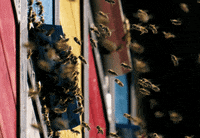 Honey Bees GIF by mezitlab