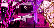 china peking GIF