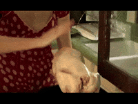 Turkey Cooking GIF by Angela Shelton